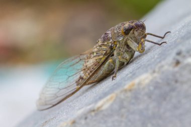 Cicadas in the ground, close up insect from nature clipart