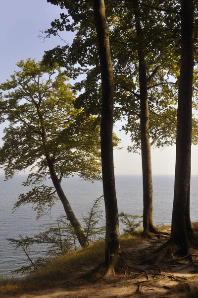 Paesaggio Costiero Con Faggi Sulle Scogliere Estate — Foto Stock