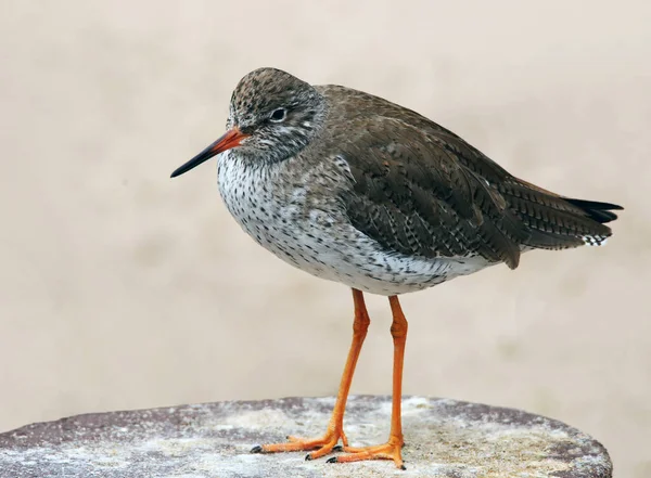 Tiro Close Uma Gaivota Uma Superfície Madeira — Fotografia de Stock