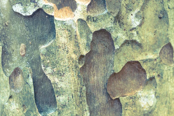 Kora Drzewa Tekstura Tło Tekstury Drewna Kory Używać Jako Naturalne — Zdjęcie stockowe
