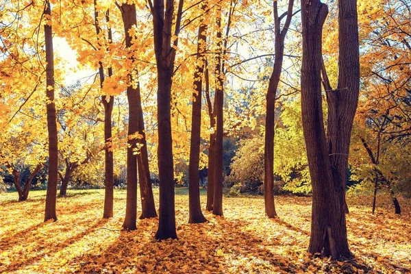 Paysage Automnal Ensoleillé Avec Arbres Dorés Ciel Bleu Dans Parc — Photo