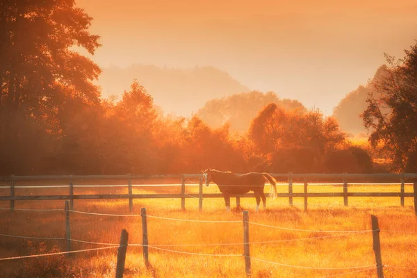 Vakker Hest Ute Marken – stockfoto