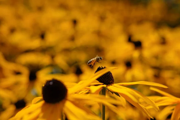 Yellow Rudbeckia Fulgida Goldsturm Flowers Honeybee Hovering — Stock Photo, Image