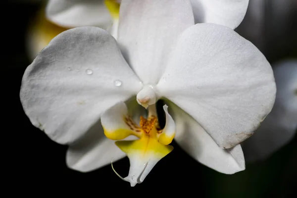 Flor Orquídea Branca Fundo Preto — Fotografia de Stock