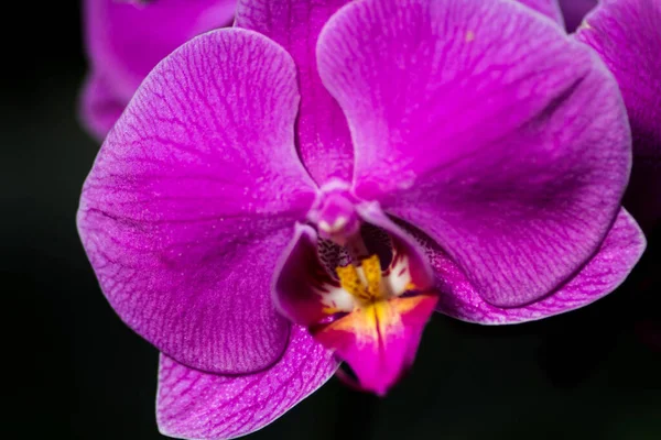 Bela Flor Orquídea Jardim — Fotografia de Stock