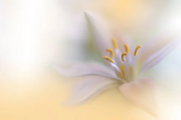 Hermosa Naturaleza Amarilla Fondo Macro Shot Amazing Spring Magic Flowers — Foto de Stock