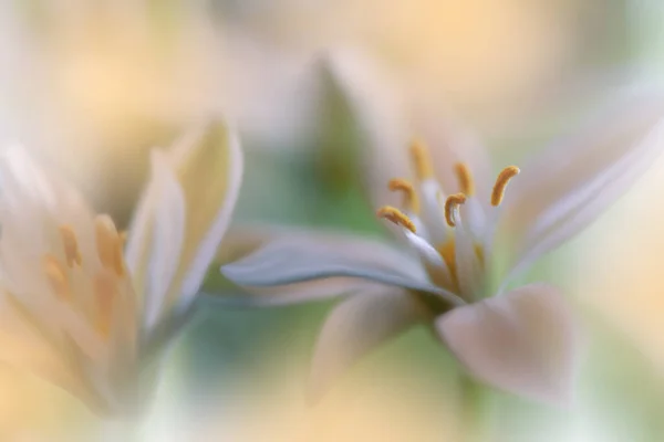Beautiful Green Nature Background Macro Shot Amazing Spring Magic Flowers — Stock Photo, Image