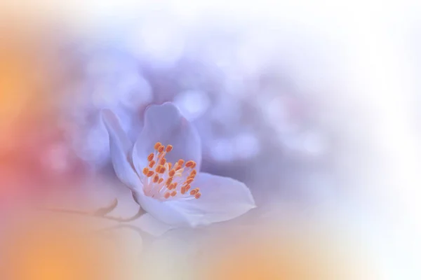 Makro Photography Floral Abstrakte Pastell Hintergrund Mit Kopierraum White Jasmine — Stockfoto