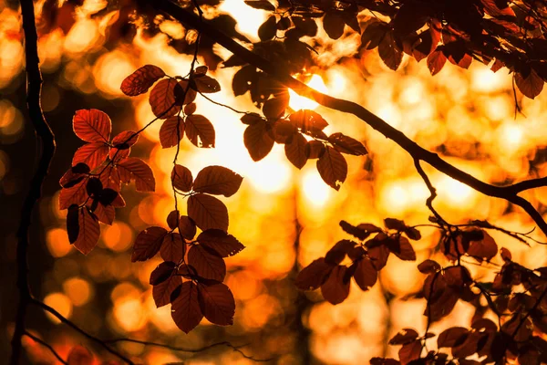 Raio Sol Mágico Brilha Floresta Zen Atmosfera Outono Pôr Sol — Fotografia de Stock