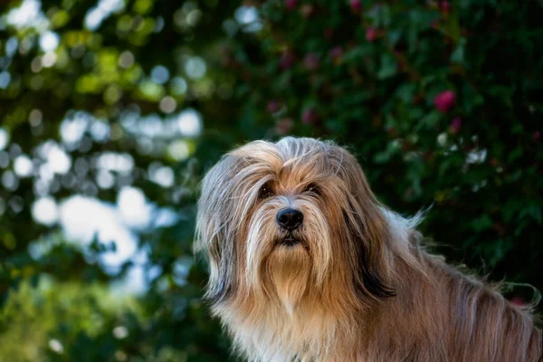 Retrato Cabeça Belo Cão Terrier Tibetano Fundo Borrado Dia Ensolarado — Fotografia de Stock