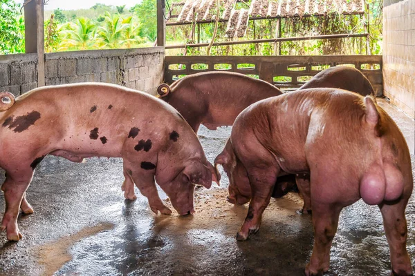Züchter Roter Schweine Auf Einem Bauernhof Ländlichen Raum — Stockfoto