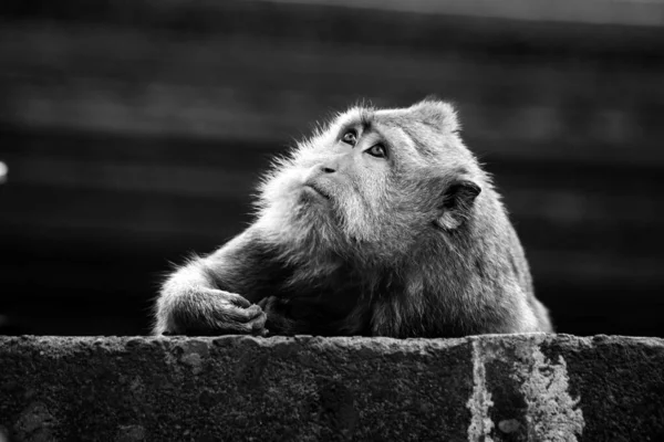 Портрет Мавпи Дикій Природі Балі Чорно Білий Портрет — стокове фото