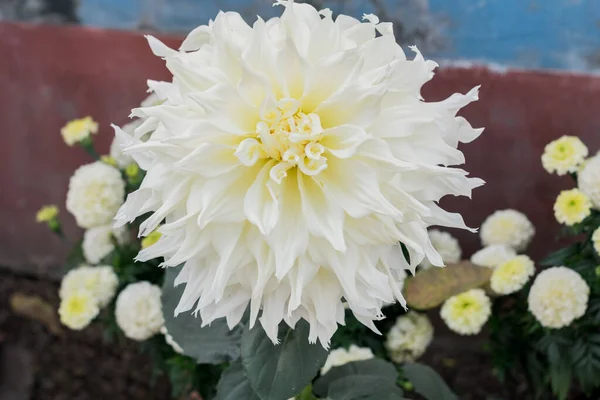 Witte Guldavari Bloem Plant Een Kruidachtige Overblijvende Planten Het Een — Stockfoto