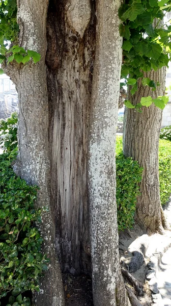 Tronco Ahuecado Árbol Muy Viejo — Foto de Stock