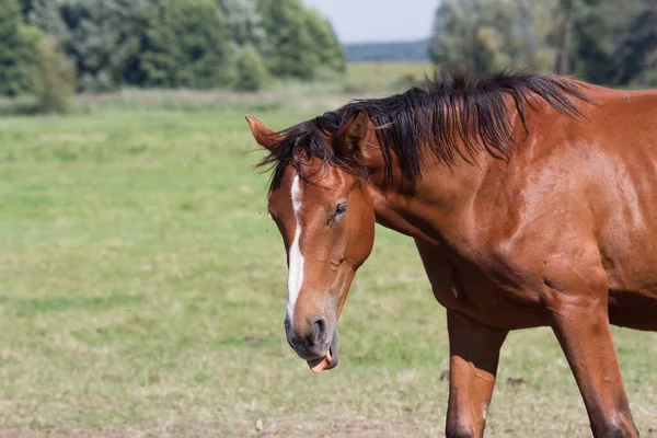 Bellissimo Cavallo Nel Campo — Foto Stock