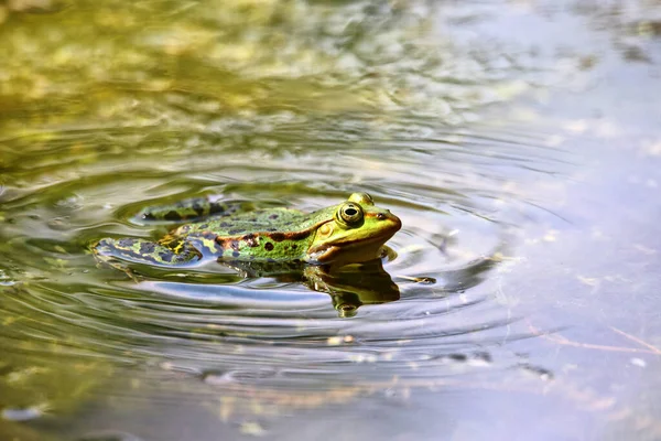 Doğa Fotoğrafı Pond Kurbağası Pelophylax Esculentus — Stok fotoğraf