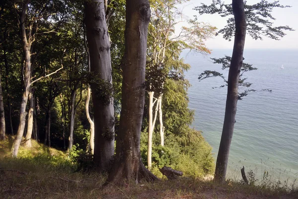 Küstenlandschaft Mit Buchen Auf Den Klippen Sommer — Stockfoto