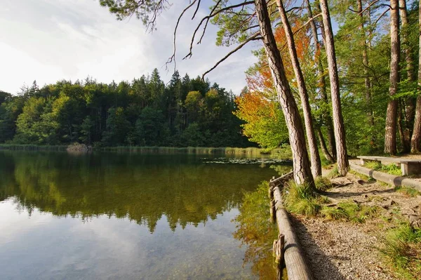 Beau Paysage Automne Avec Des Arbres Des Feuilles Vertes — Photo