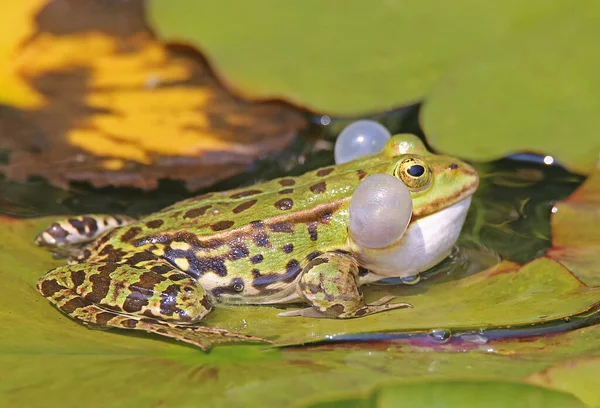 Quakender Teichfrosch Oder Wasserfrosch Pelophylax Esculentus Mit Schallblasen — Stockfoto