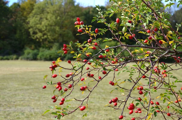 Hagebuttenstrauch Mit Früchten Herbst — Stockfoto