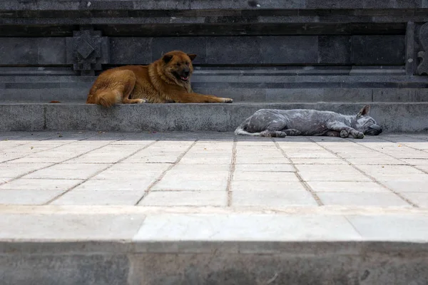 Two Cute Stray Dogs Lying Street Grey One Sleeping Brown — Stock Photo, Image