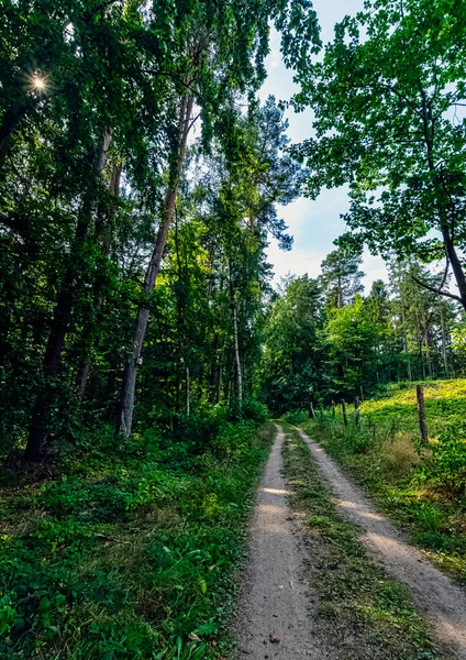 Bosque Salvaje Polaco Parque Nacional Slowinski Polonia — Foto de Stock
