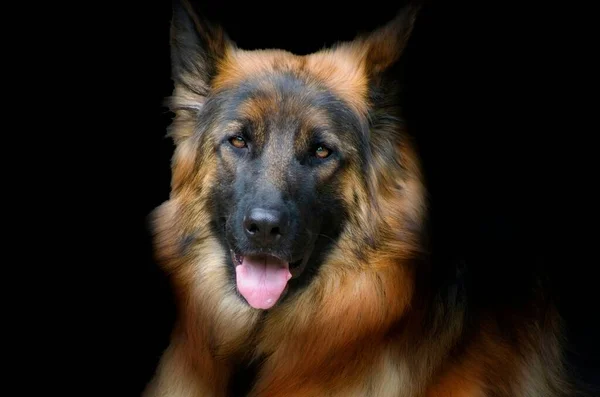 Ritratto Bel Cane — Foto Stock