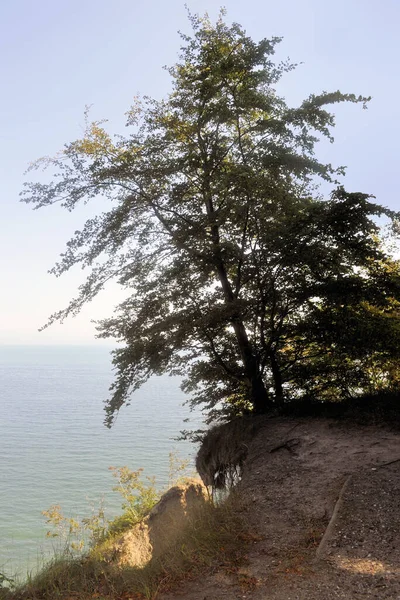 Schöne Landschaft Mit Einem Baum Und Einem See — Stockfoto