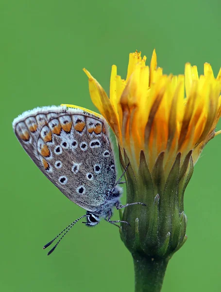 Beau Papillon Sur Une Fleur — Photo