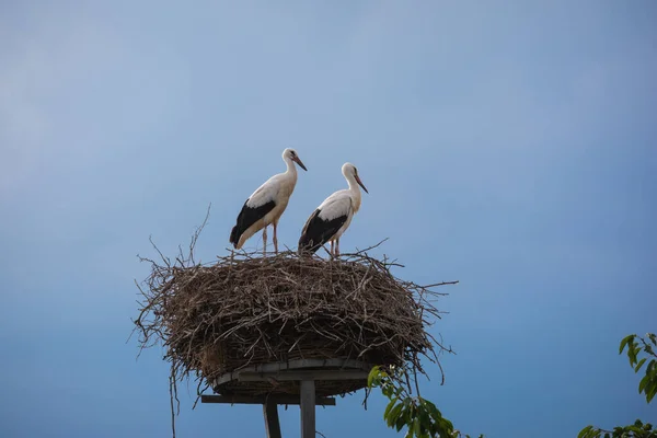 Ein Storch Nest — Stockfoto