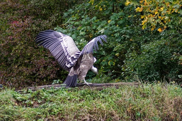 Black Crow Forest — Stock Photo, Image