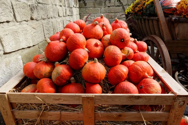 Calabazas Una Cesta —  Fotos de Stock