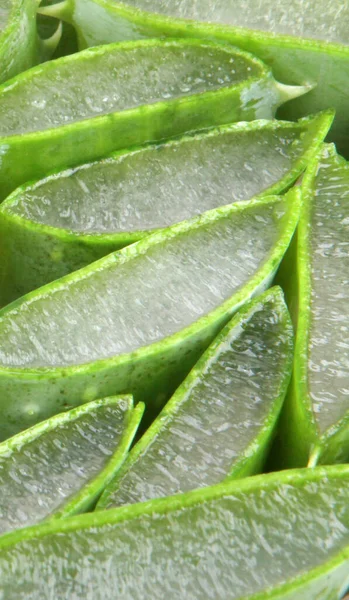 Zielonych Liści Aloe Vera — Zdjęcie stockowe