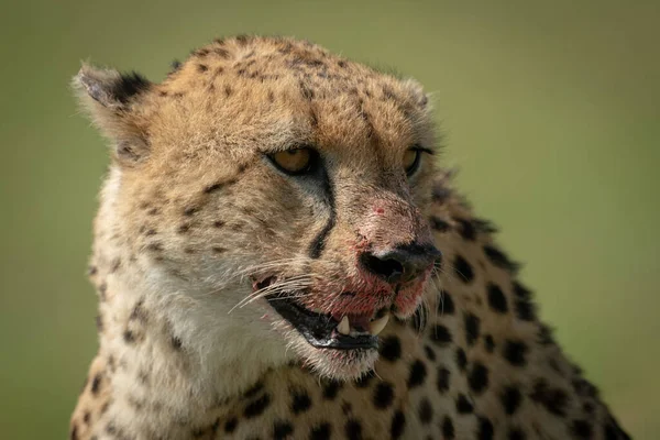 Close Bloody Cheetah Head Facing Right — Stock Photo, Image