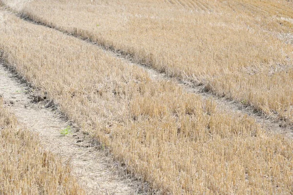 Weizenfeld Auf Dem Land — Stockfoto