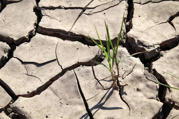 Terra Seca Devido Falta Água Desencadeada Pelo Início Das Alterações — Fotografia de Stock