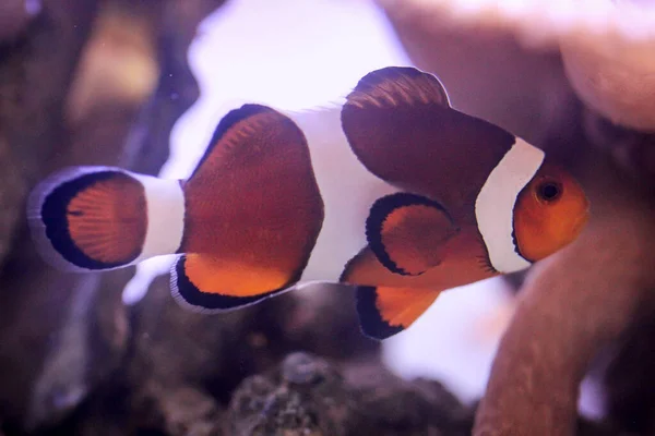 Akvaryumdaki Bir Anemon Balığının Portresi — Stok fotoğraf