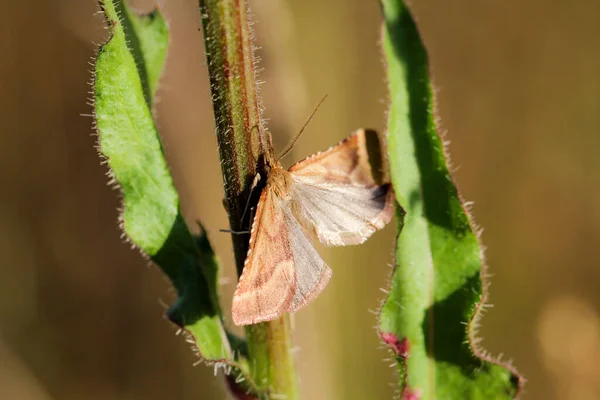 Close Detalhes Uma Borboleta Inseto — Fotografia de Stock