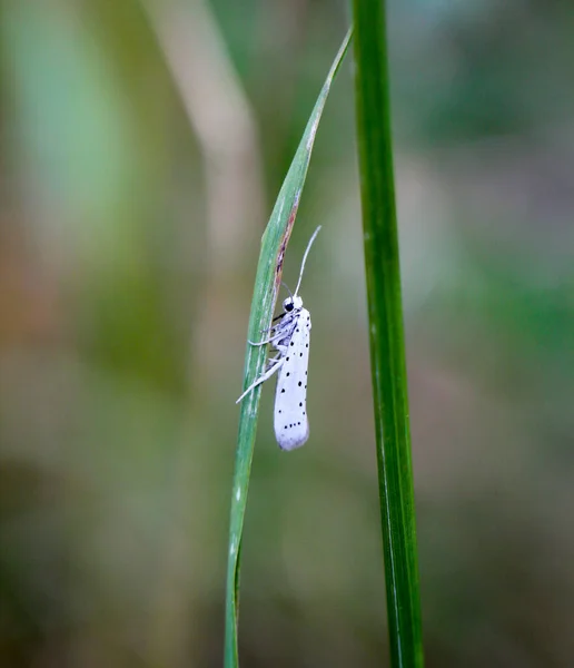 Close Detalhes Uma Borboleta Inseto — Fotografia de Stock