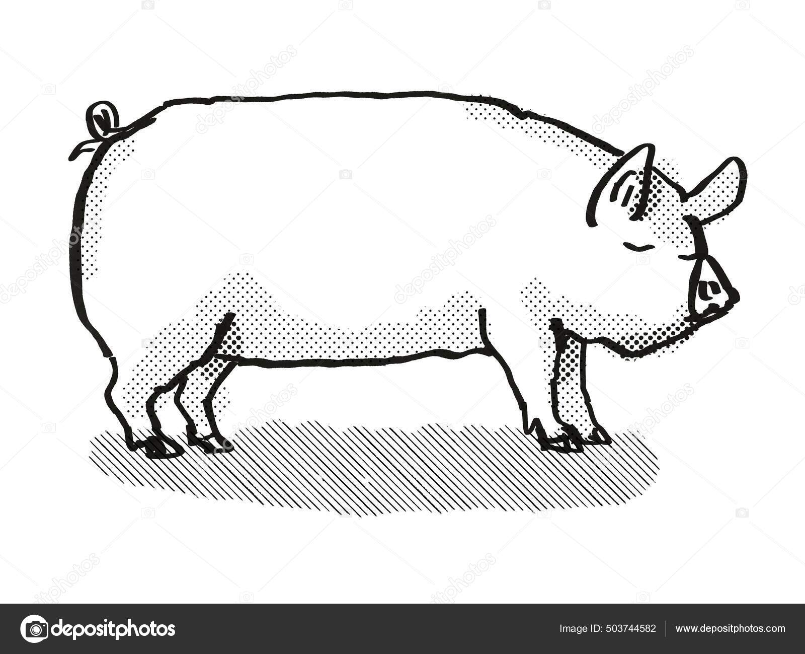 Retro Tegneserie Stil Tegning Middle White Eller Vildsvin Gris Race  Stockillustration af ©PantherMediaSeller #503744582, image size:1600x1299