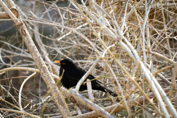Portrait Detail Blackbird Blackbirds Songbirds — Fotografia de Stock