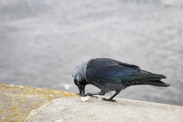 Retrato Uma Jaqueta Jackdaw Está Sentado Uma Parede — Fotografia de Stock