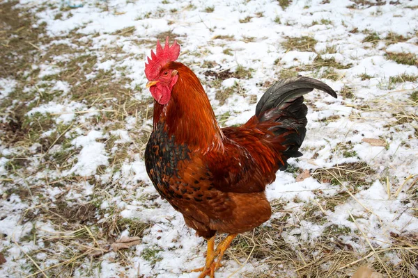 Csirkéknek Csirkéknek Kakasoknak Farmon Helyük — Stock Fotó