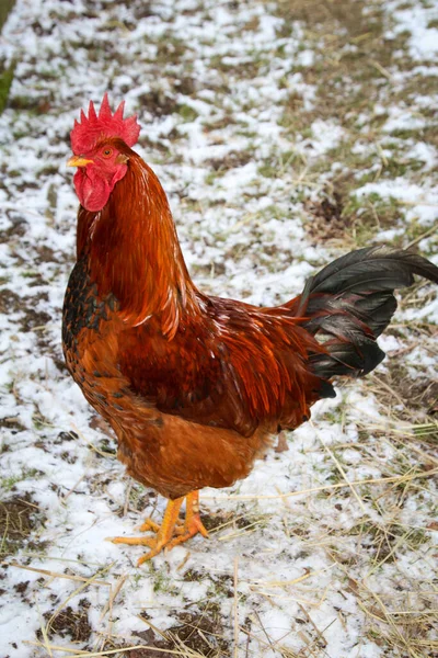 Csirkéknek Csirkéknek Kakasoknak Farmon Helyük — Stock Fotó