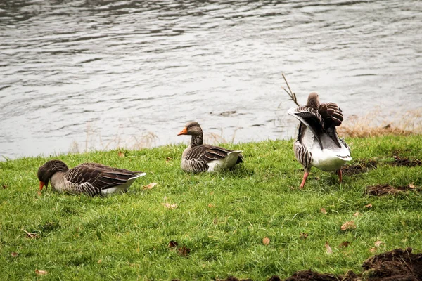 Sommige Eenden Ganzen Zitten Een Weiland Aan Het Water — Stockfoto