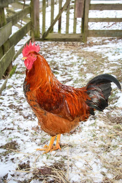 Kip Kippen Haan Horen Een Boerderij — Stockfoto