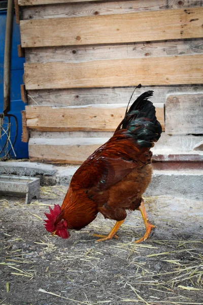 Frango Galinhas Galo Pertencem Uma Fazenda — Fotografia de Stock