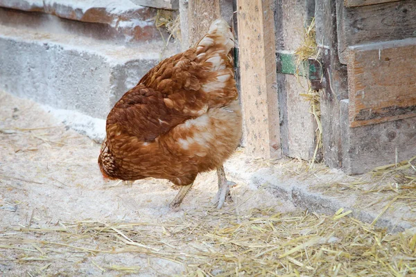 Frango Galinhas Galo Pertencem Uma Fazenda — Fotografia de Stock