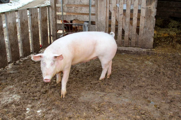 Pigs Natural Pose Farm — Stock Photo, Image