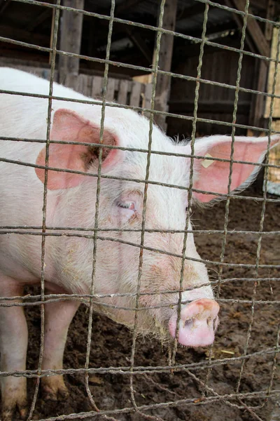 農場での自然なポーズの豚 — ストック写真